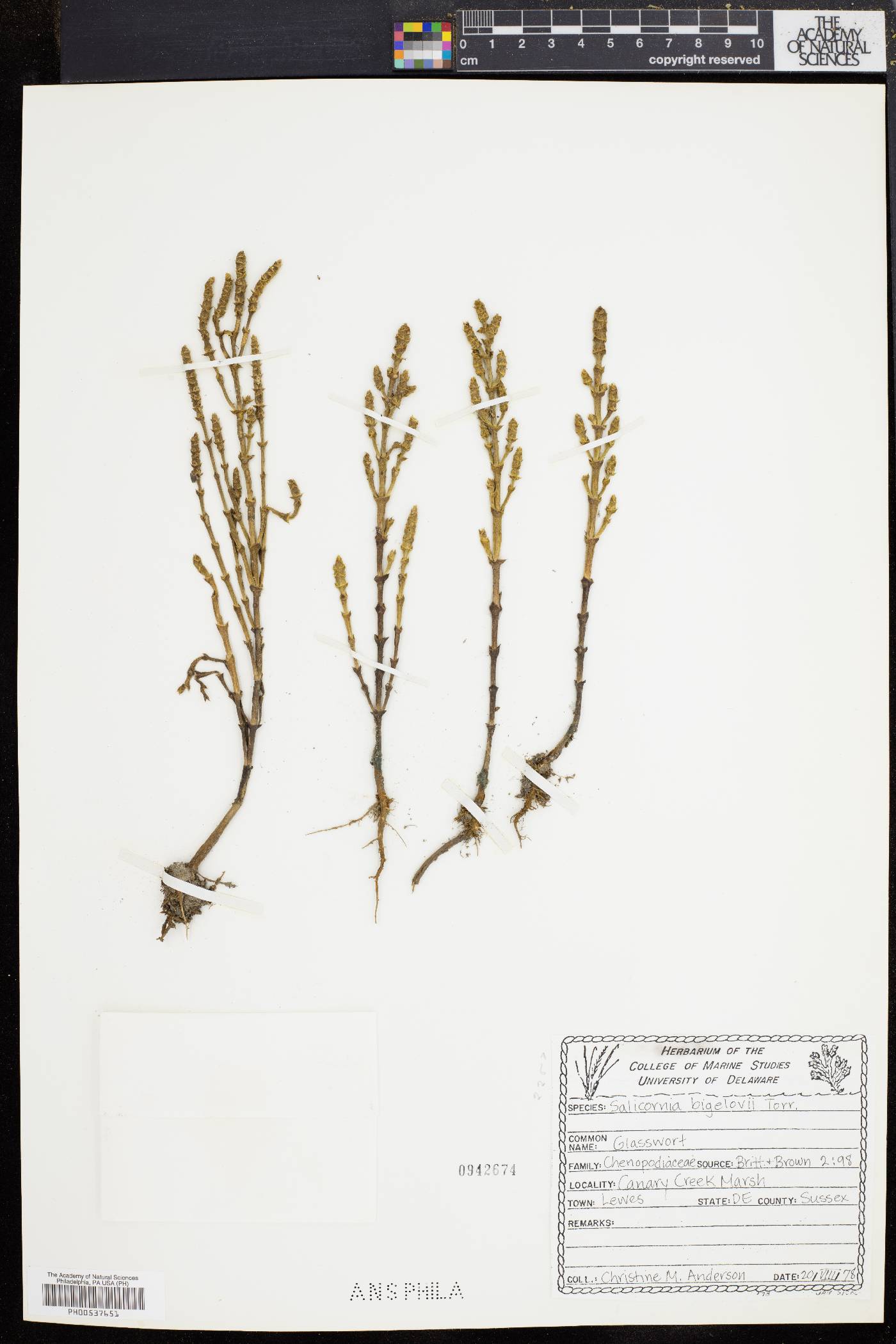 Salicornia europaea image