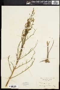 Salicornia europaea image