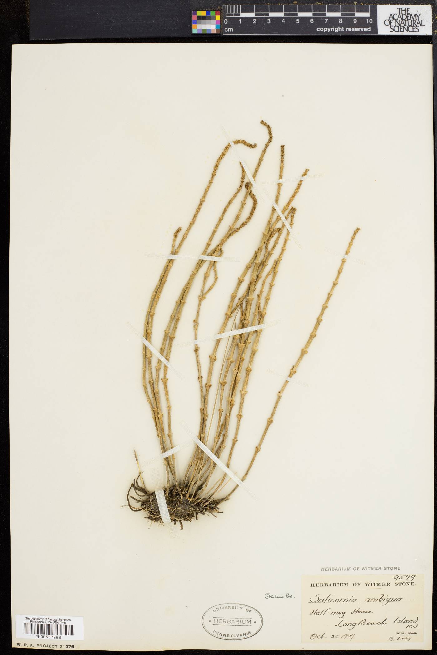 Salicornia virginica image