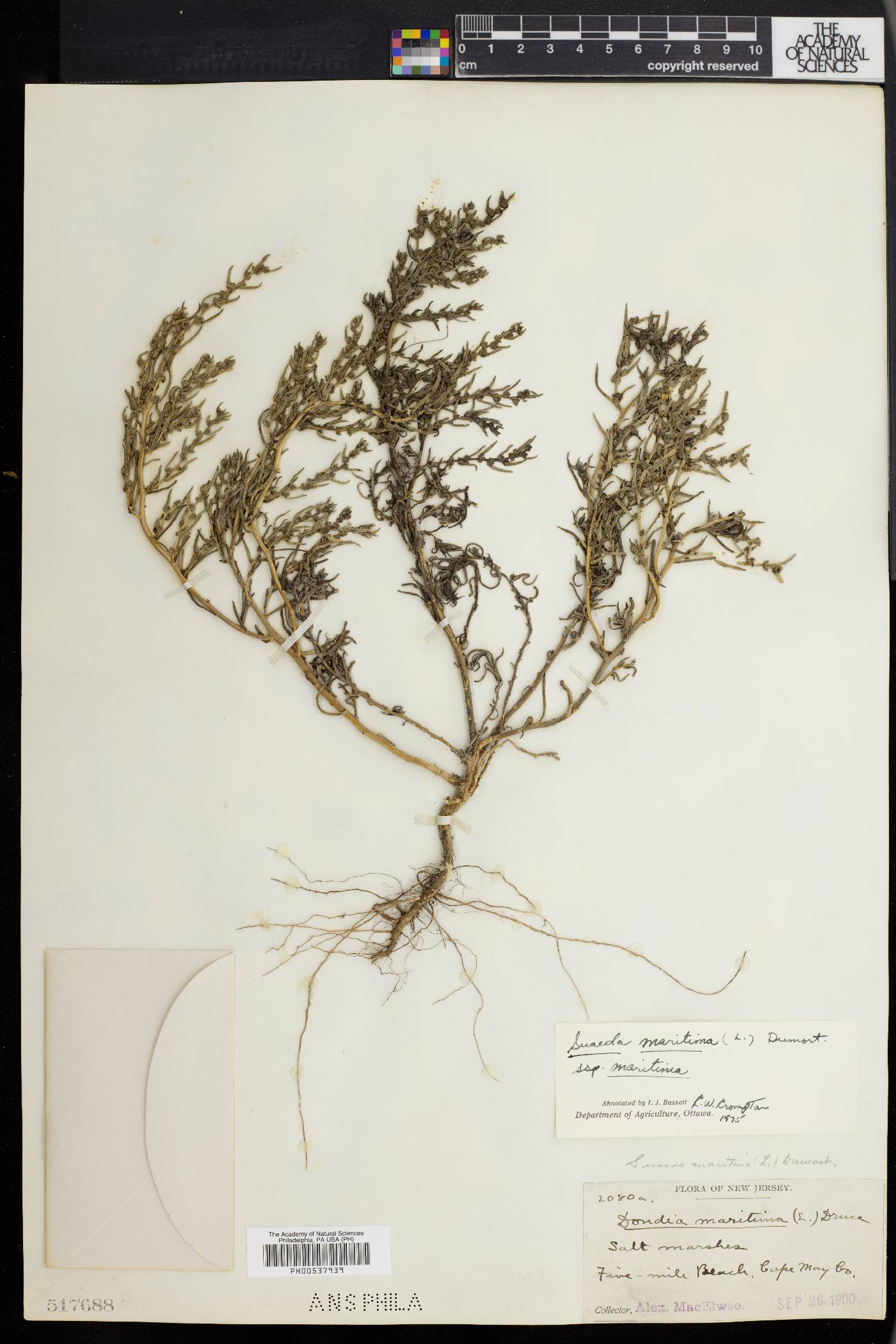 Suaeda maritima image