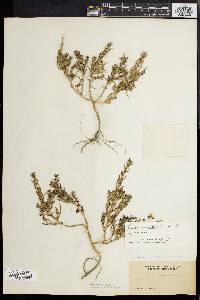 Suaeda maritima image