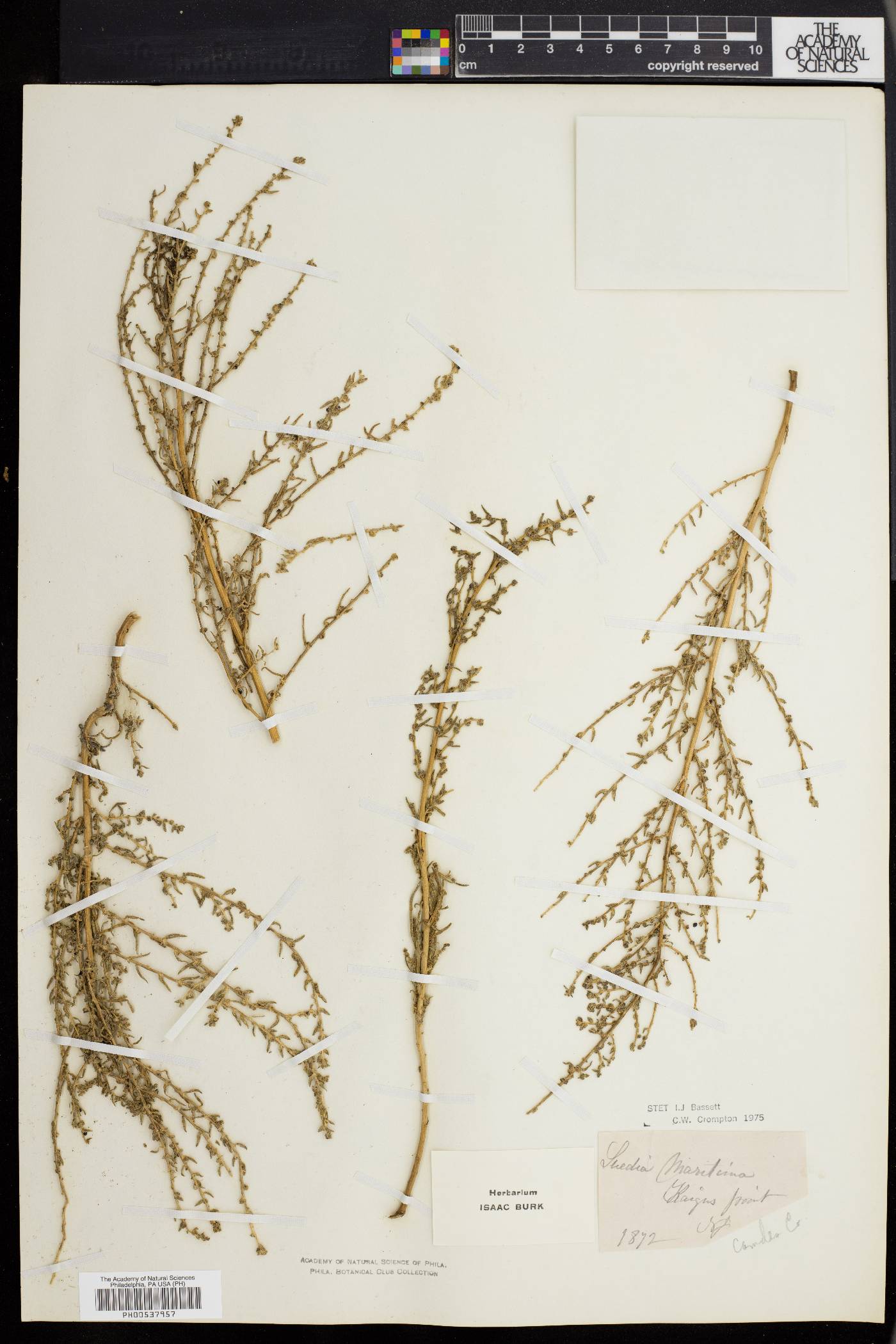Suaeda maritima image