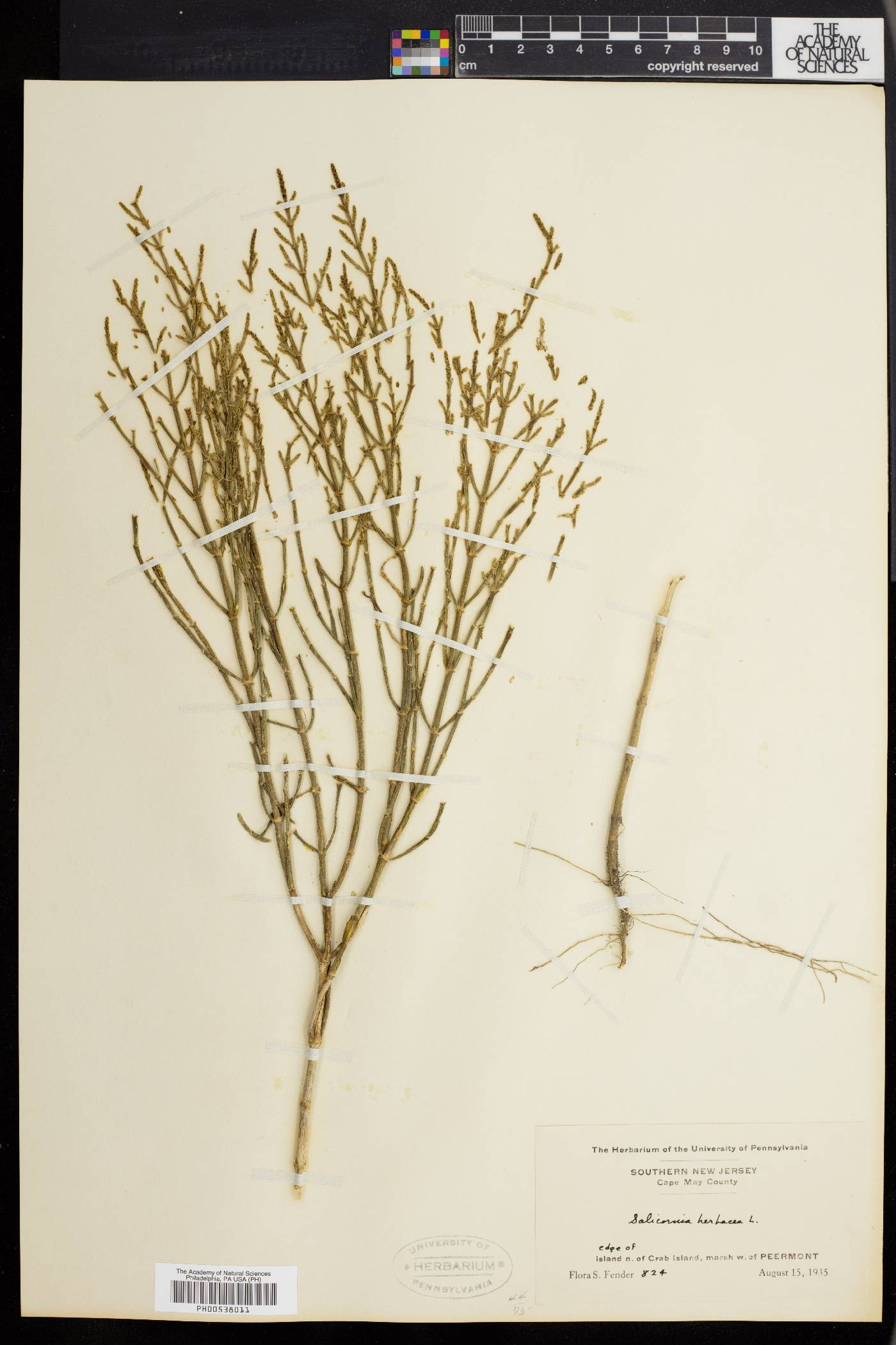 Salicornia europaea image