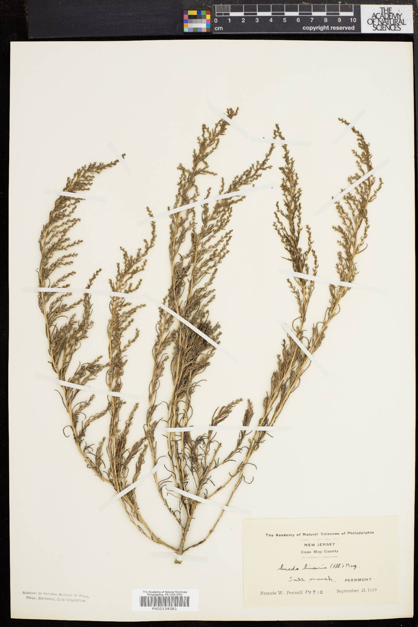 Suaeda linearis image
