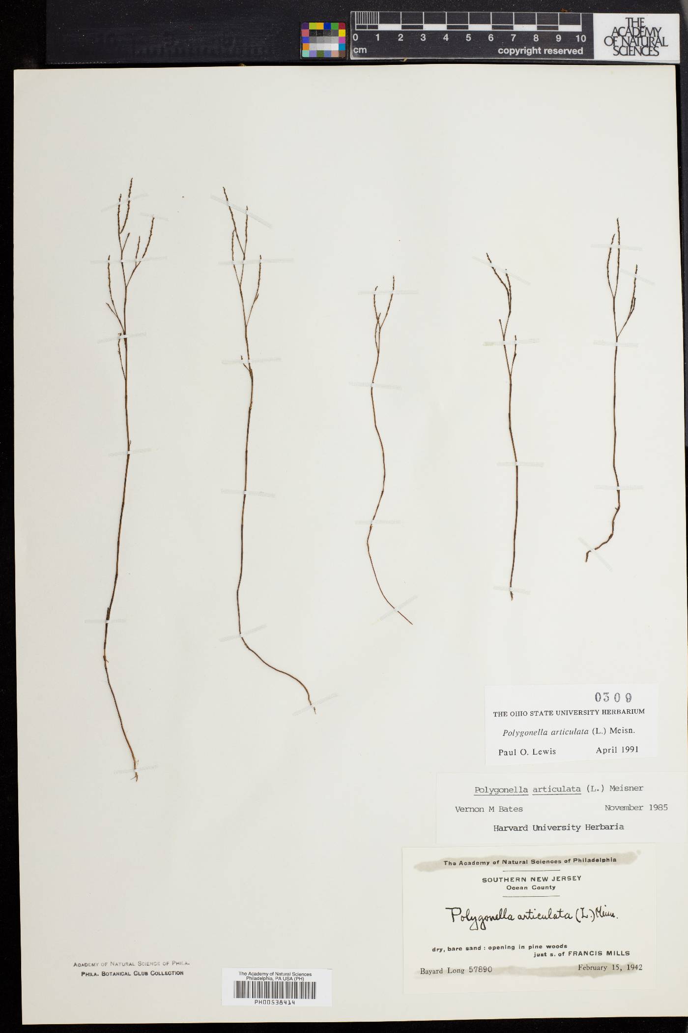 Polygonella articulata image