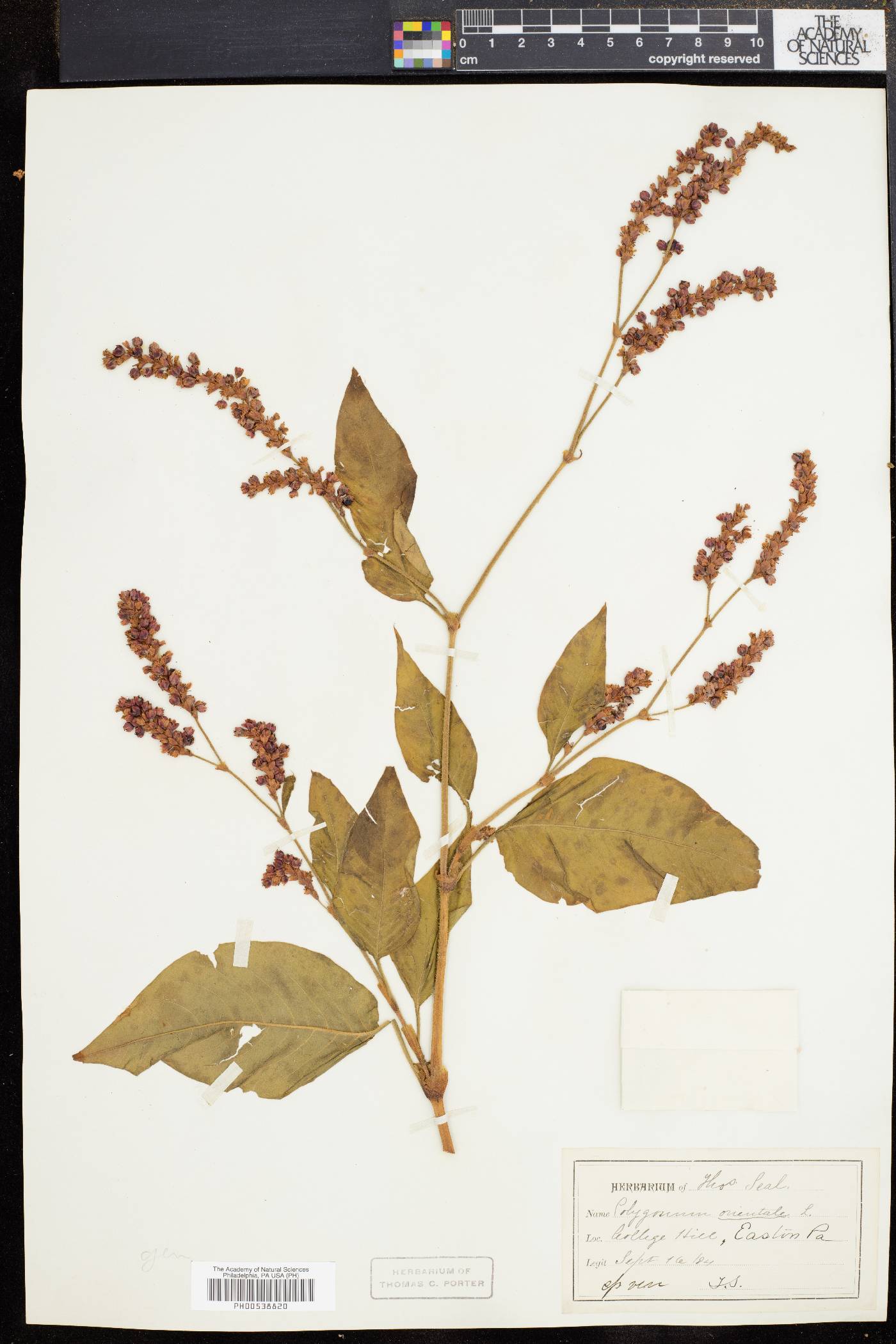 Persicaria orientalis image