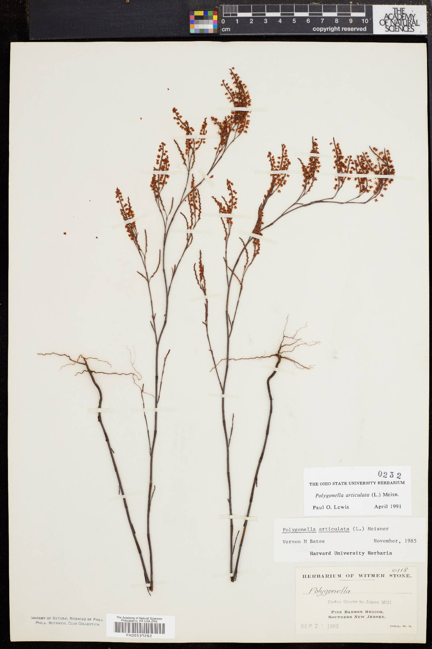 Polygonella articulata image