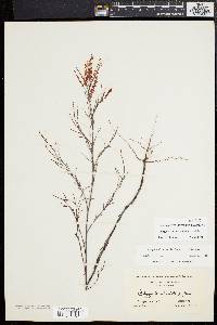 Polygonella articulata image