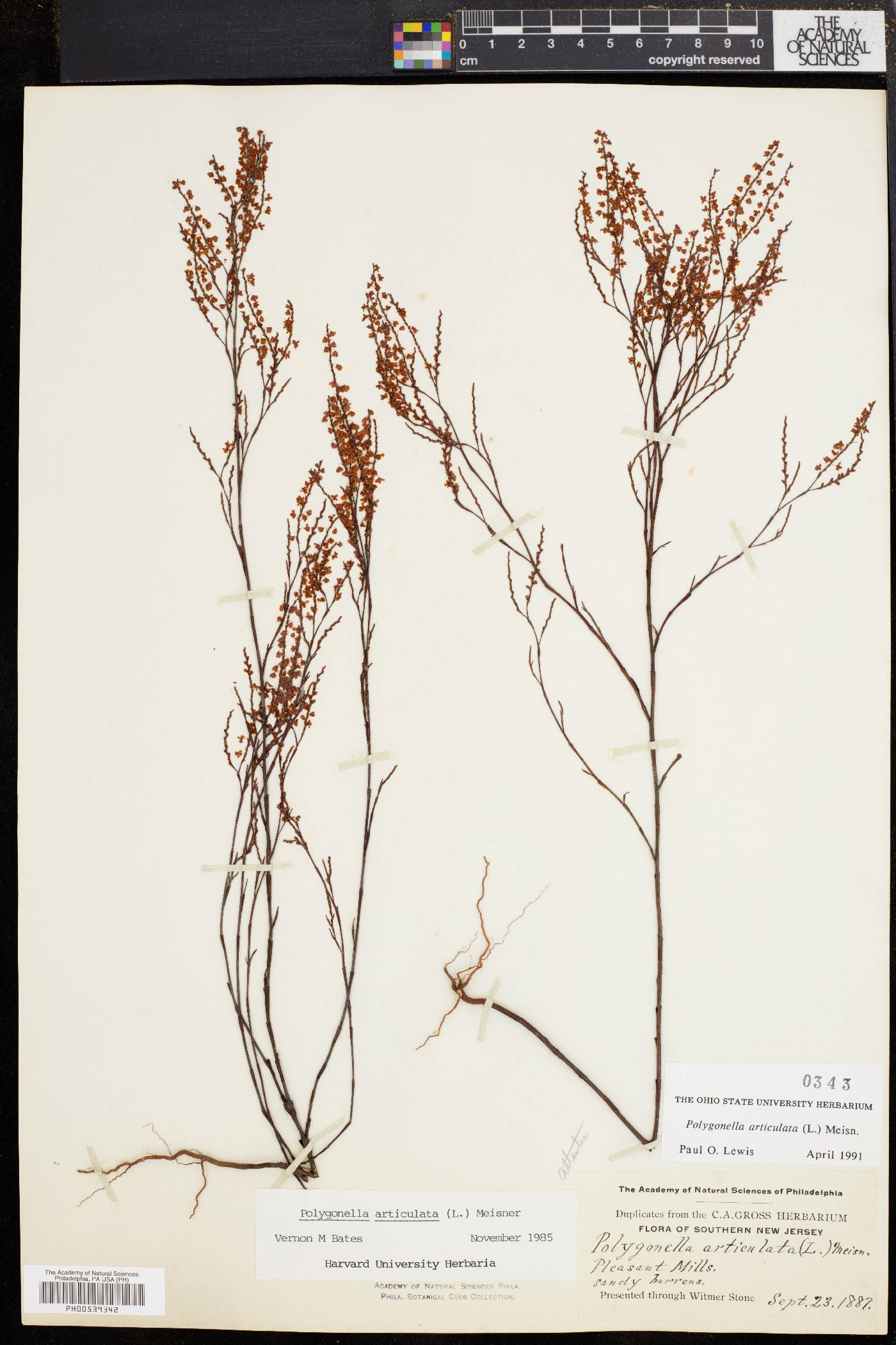 Polygonella articulata image