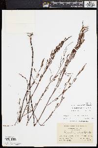 Polygonella articulata image