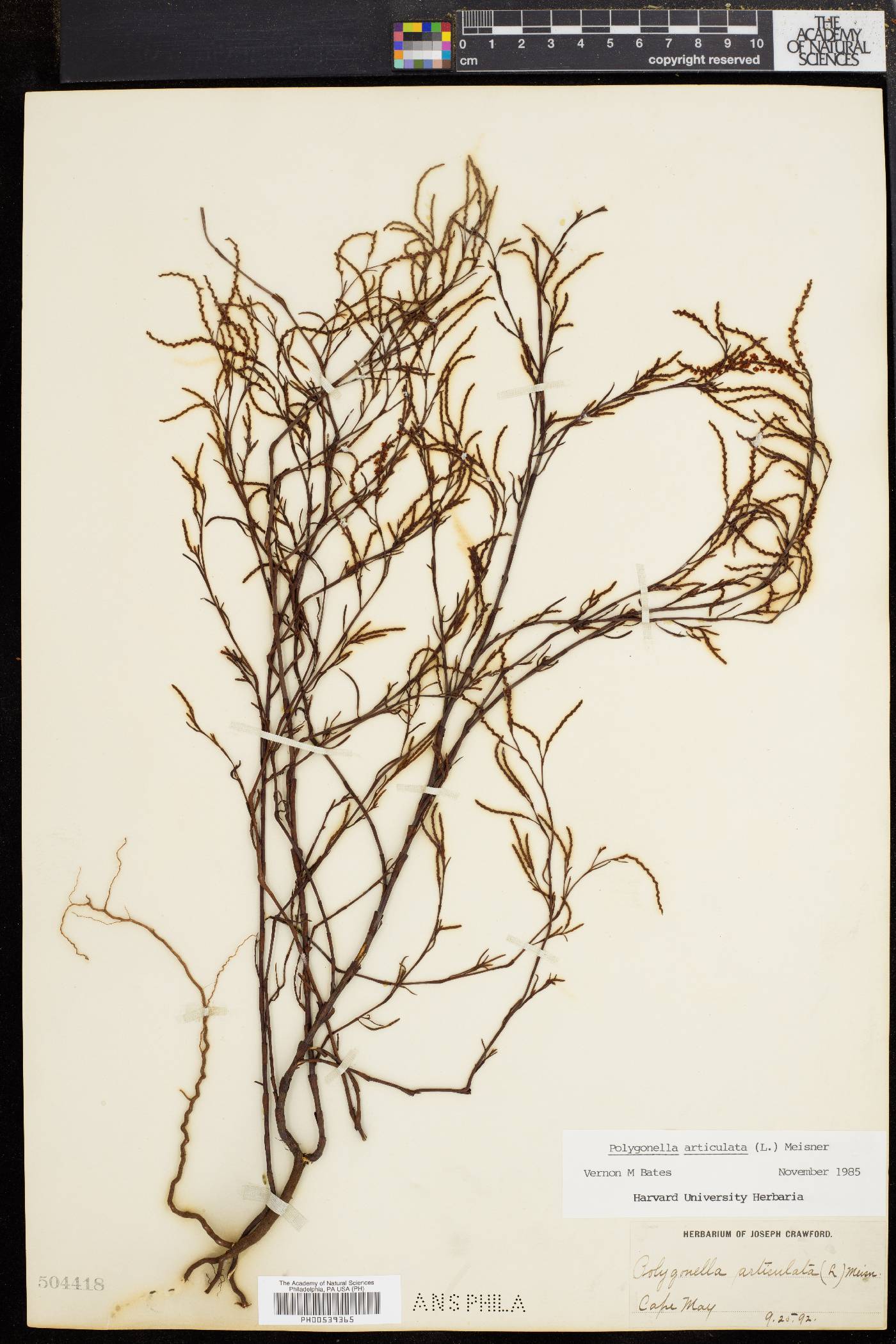 Polygonella articulata image