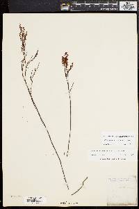 Polygonella articulata image