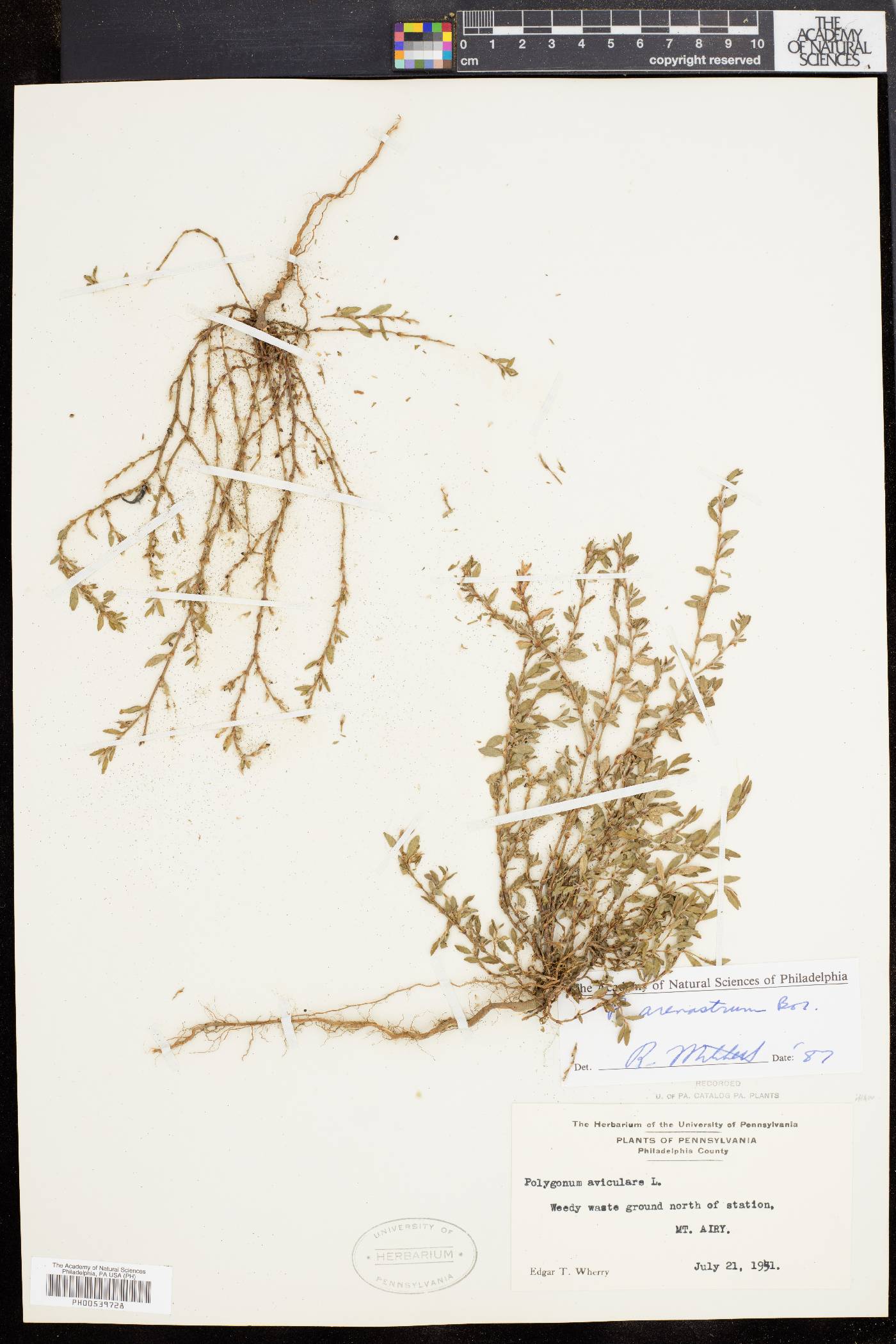 Polygonum arenastrum image