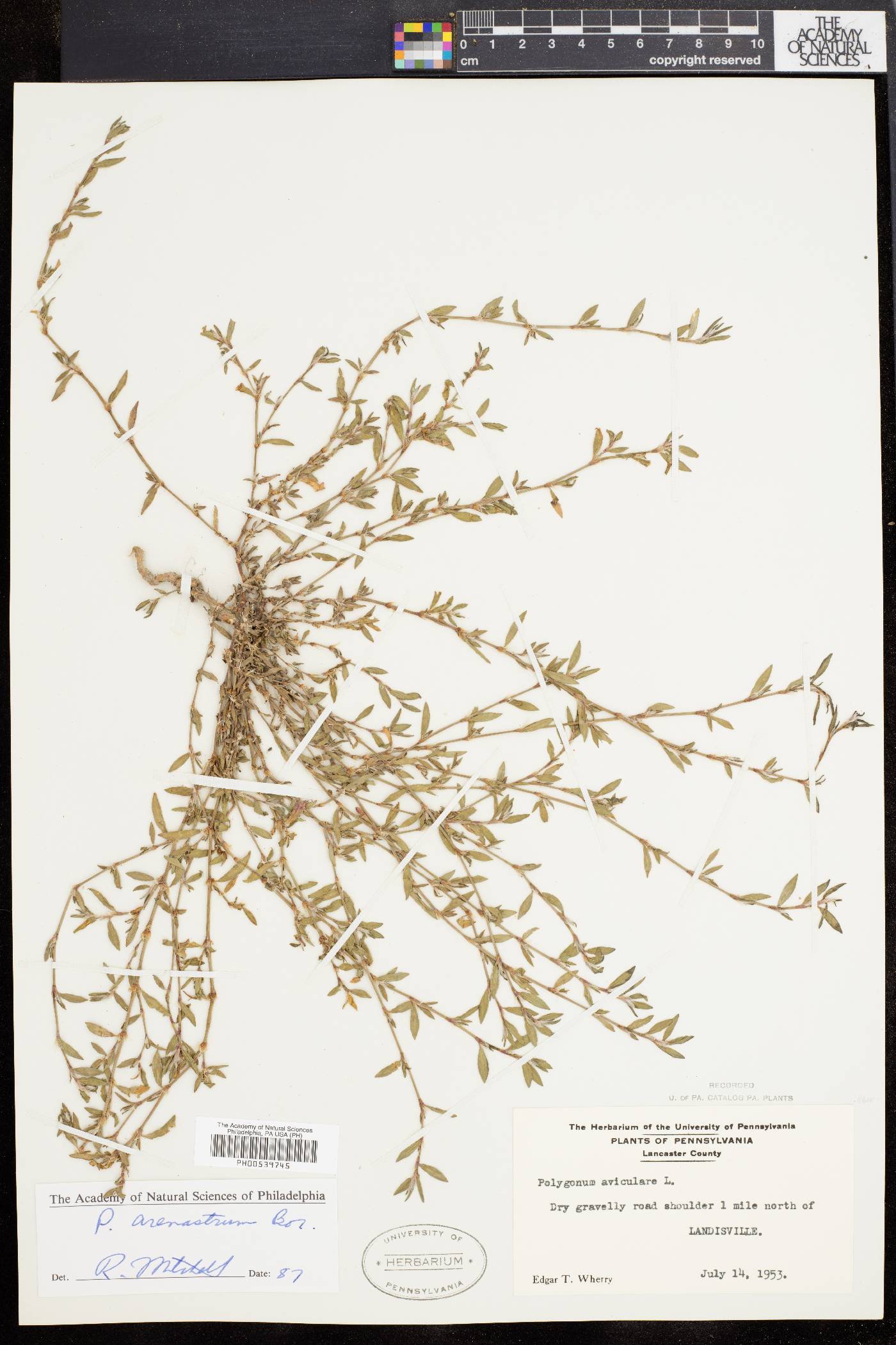 Polygonum arenastrum image