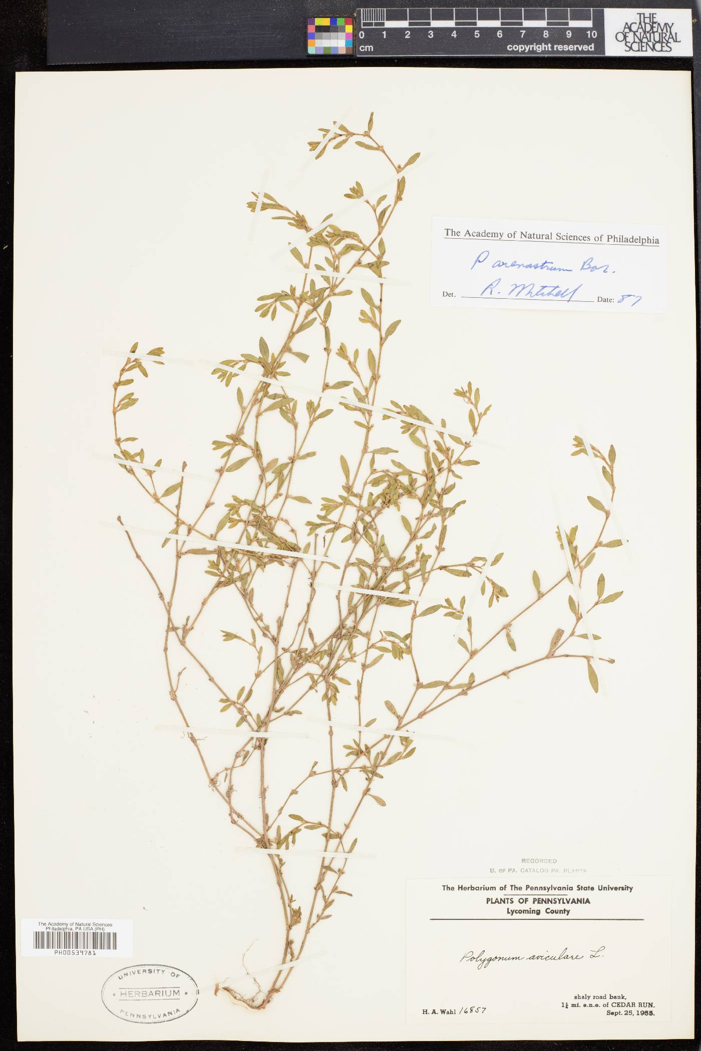 Polygonum arenastrum image