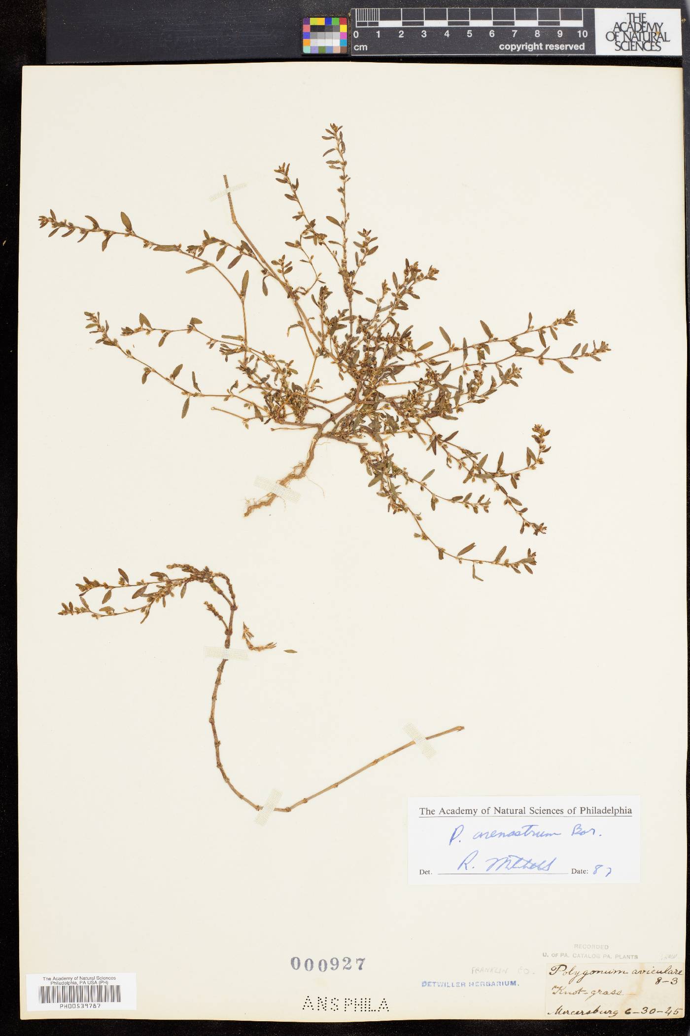 Polygonum arenastrum image