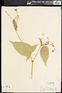 Persicaria arifolia image