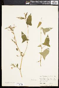 Persicaria arifolia image