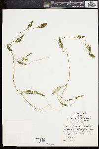Ranunculus trichophyllus image