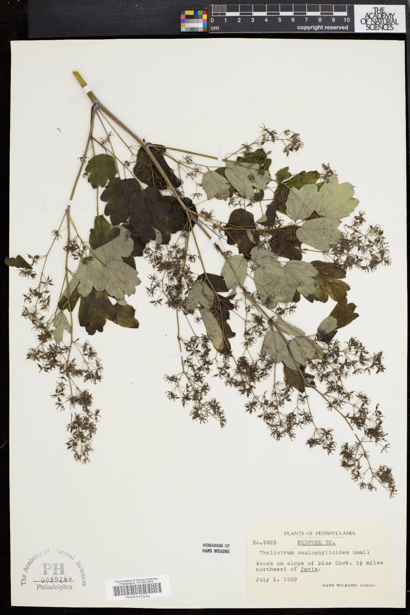 Thalictrum caulophylloides image