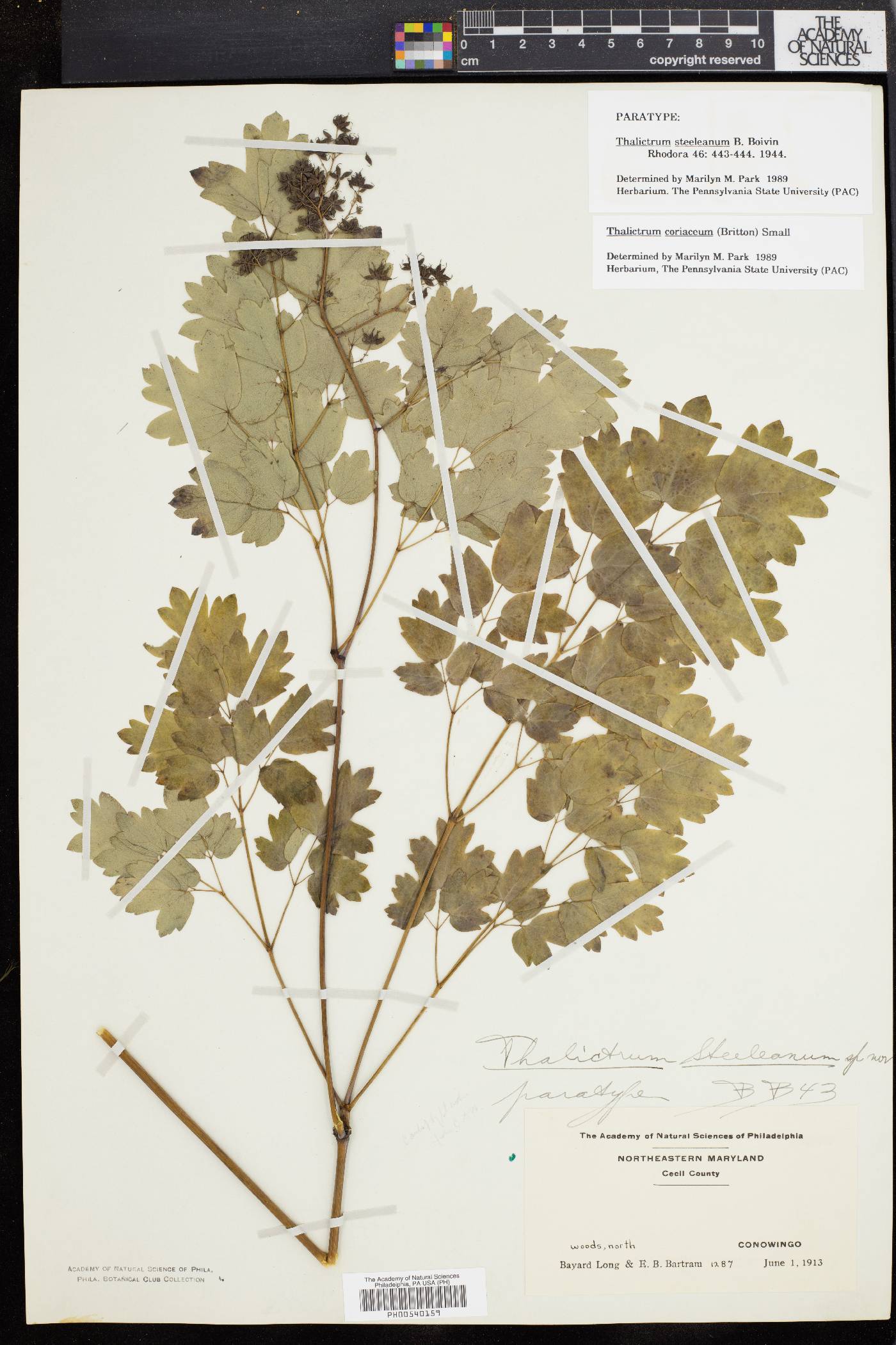 Thalictrum coriaceum image