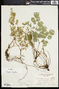 Thalictrum coriaceum image