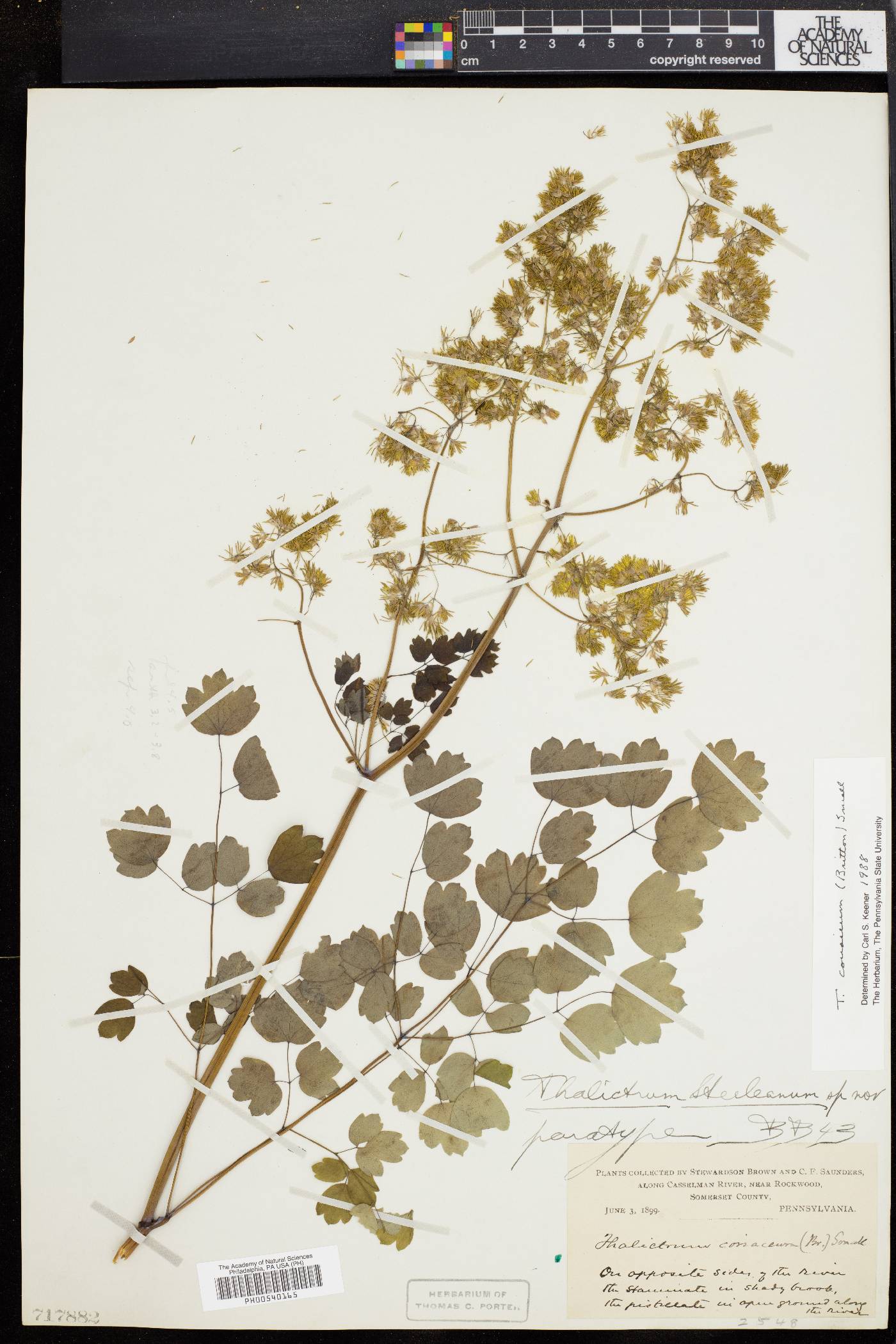 Thalictrum coriaceum image