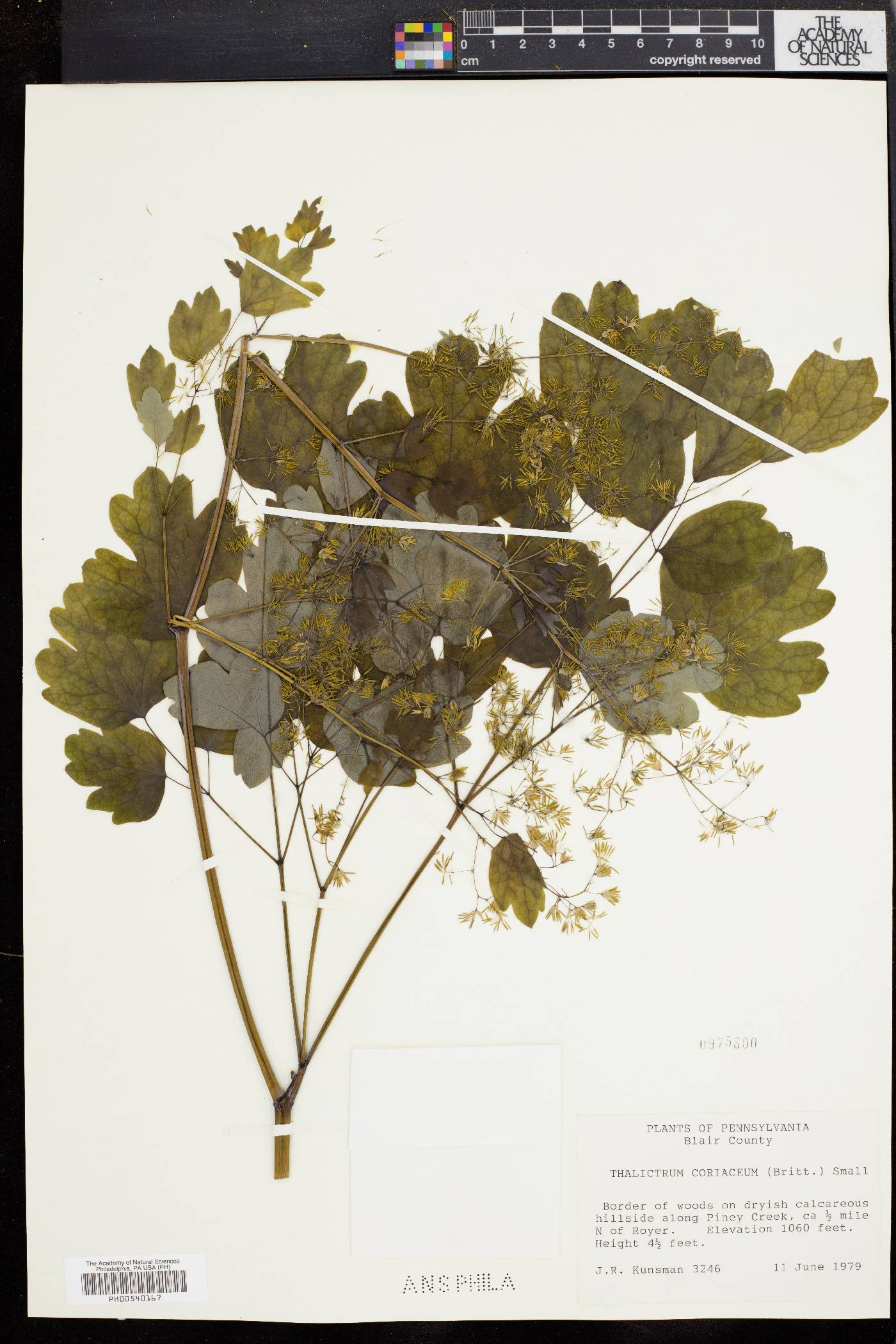 Thalictrum coriaceum image