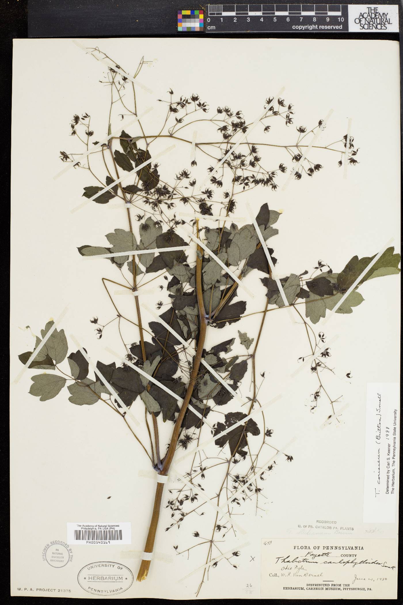 Thalictrum coriaceum image