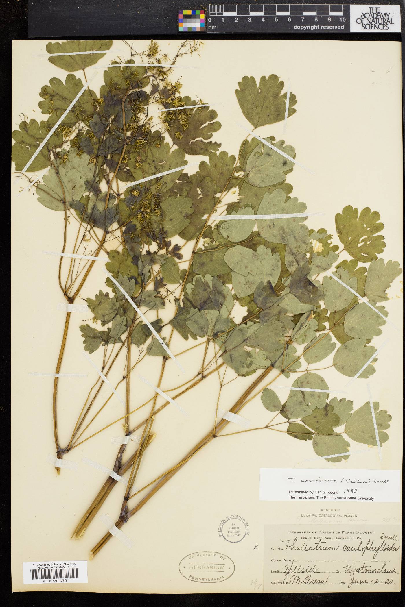 Thalictrum coriaceum image