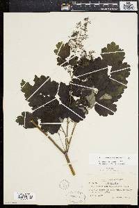 Thalictrum coriaceum image