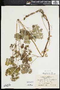 Thalictrum coriaceum image