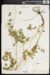 Thalictrum dioicum image