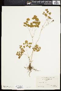 Thalictrum dioicum image