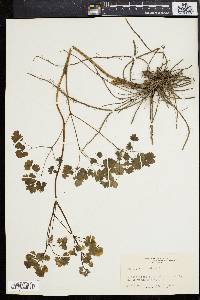 Thalictrum dioicum image