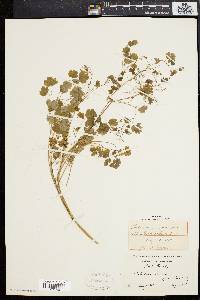 Thalictrum dioicum image