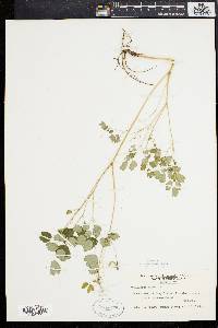 Thalictrum dioicum image