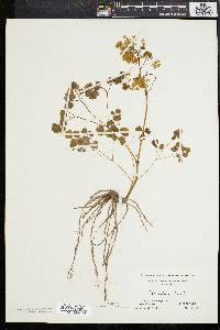 Thalictrum dioicum image