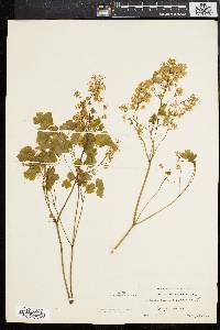 Thalictrum dioicum image