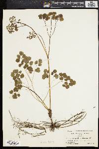 Thalictrum dioicum image