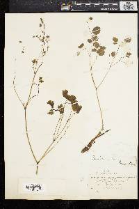 Thalictrum dioicum image