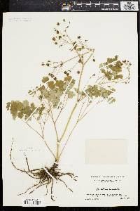 Thalictrum dioicum image