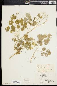 Thalictrum dioicum image