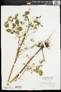 Thalictrum dioicum image