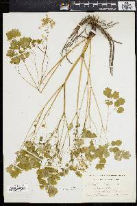 Thalictrum dioicum image