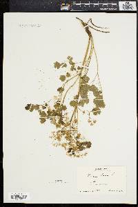 Thalictrum dioicum image