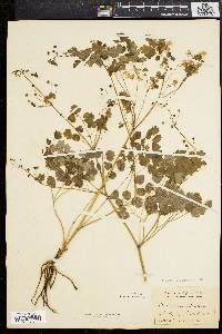 Thalictrum dioicum image