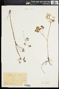 Thalictrum dioicum image