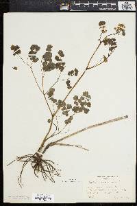 Thalictrum dioicum image