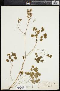 Thalictrum dioicum image